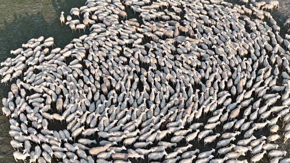 Konya’da sessizliği kuzular bozdu 2